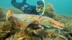 Australia usually hosts the world's biggest cuttlefish mating event – not this year