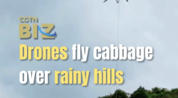 Drones fly cabbage over rainy hills