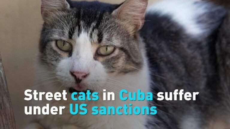 Street cats in Cuba suffer under US sanctions
