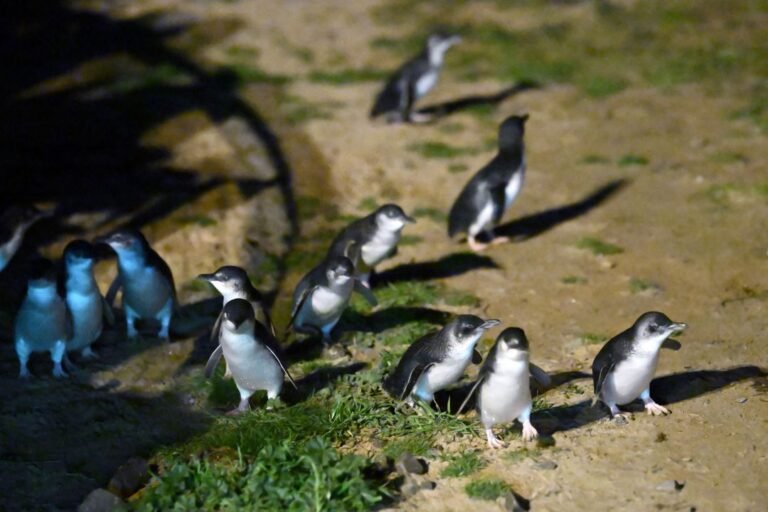 TRT World – Australia pulls researchers from sub-Antarctic island over bird flu threat