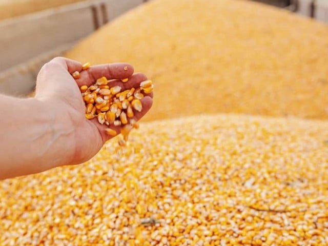 Pakistan's non-GMO corn sells at 10-15% discount