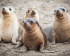 First H5 bird flu death of endangered Australian sea lion recorded amid fears for small population