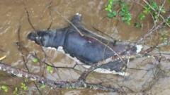 Zambians warned not to eat dead wildlife after anthrax kills dozens of animals
