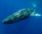 Iceland to submit bill that could ban whaling in its waters