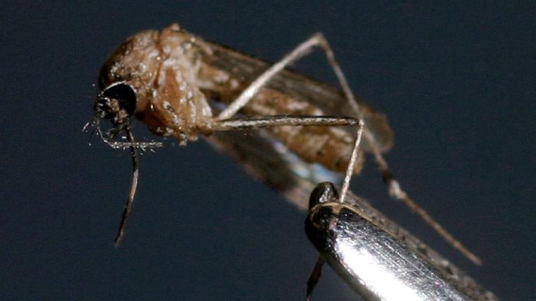 Three people infected with West Nile virus die in Netherlands
