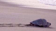 Mass nesting brings swarms of turtles to Mexican beach