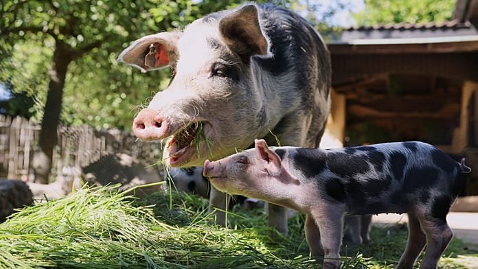 Tourists swim with Greece’s famous black pigs on Atokos island