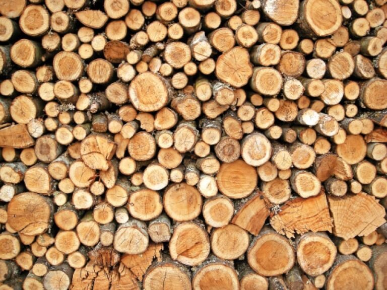 Buy forest's services, not its timber