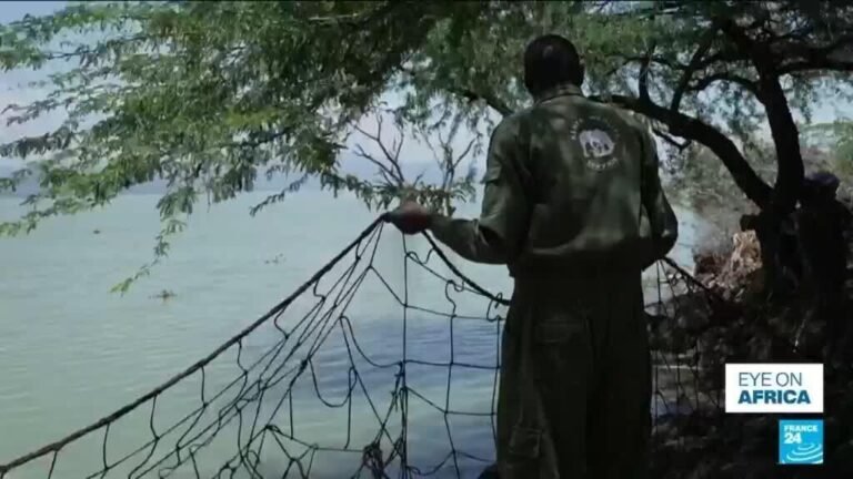 Kenya: Crocodiles pushed towards homes by rising lakes