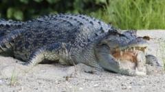 River home to 500 crocodiles chosen as Olympic rowing venue