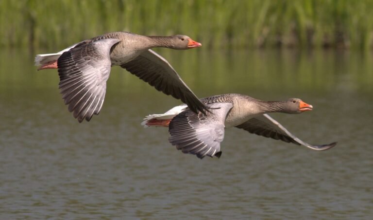 Nearly half of world’s migratory bird species in decline, report warns
