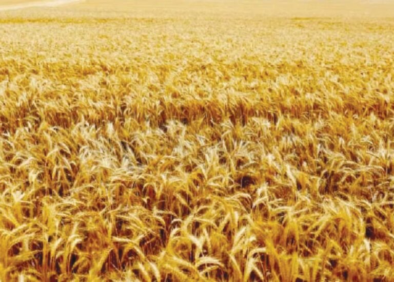 Fuel, wheat push inflation to 11.2%
