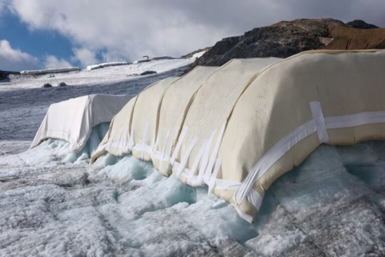 Can sheep save the glaciers? Swiss scientists put wool to the test